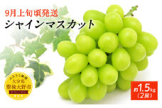 062-1082x1 【先行予約】 シャインマスカット 約1.5kg（2房） 【2025年9月上旬から10月上旬発送予定】