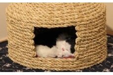 愛猫の和風高級マンション！国東猫ちぐら（シングル）・通_29002D