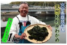 国東半島の天然お刺身わかめ（1㎏）_051Z