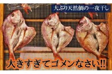 大きな天然鯛の一夜干し/3尾で1.2kg以上_1061R