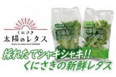 採れたてシャキシャキ!!くにさき太陽のレタス12袋詰合せ_1183R