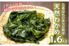 【令和7年発送/予約受付開始】立春採れの柔らか新芽!くにさき天然わかめ1.6kg_1443R