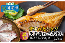 驚愕の大きさ！訳あり天然鯛の一夜干し1.8kg_1554R