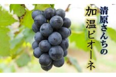 【先行予約】令和7年発送 / 清原さんちの加温ピオーネ2kg_1582R