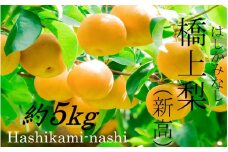 【先行予約】令和7年発送 /辰口農園の橋上梨約5kg(品種:新高)_1222R