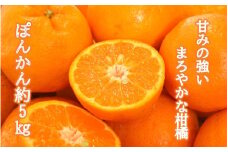 【令和7年1月配送】甘さ凝縮「ポンカン」約5kg_1301R