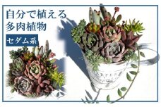 自分で植える多肉植物/セダム系苗※ピンセット付きAセット_1883R