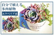 自分で植える多肉植物/エケベリア系苗※ピンセット付きBセット_1884R