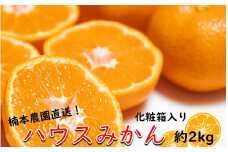 【7月中旬から発送予定】楠本農園直送！こだわりハウスみかん 約2kg ※化粧箱入り_1985R