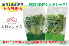 毎月お届け！くにさき太陽のレタス定期便/計6回発送_2120R