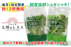 毎月お届け！くにさき太陽のレタス定期便/計12回発送_2121Ｒ