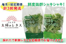 毎月お届け！くにさき太陽のレタス定期便/計3回発送_2122Ｒ