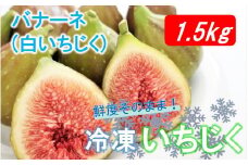鮮度そのまま! 冷凍完熟いちじく / バナーネ(白いちじく)1.5kg 冷凍イチジク 無花果 バナーネ シロイチジク フルーツ 新鮮_2287R