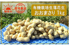 朝収穫してその日に発送！有機栽培の生落花生（品種：おおまさり）1kg_2353R