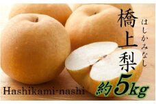 【先行予約】令和7年発送 / 辰口農園の橋上梨約5kg（品種:あきづき）_2431R