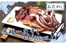 お試しサイズで一人暮らしにも！肉厚烏賊の一夜干し4尾（620g以上）_2433R