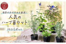 ガーデニング に欠かせない! 人気の ハーブ苗 5ポットセット＜3号ポット＞【1085902】