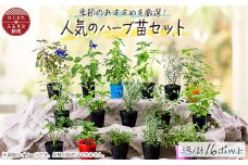 元気なおすすめハーブ苗16ポットセット＜3号ポット＞【1085904】