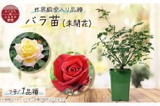 『おおがファーム』店長おすすめ　世界殿堂入りのバラ苗1品種(7号鉢)(未開花)【1085905】