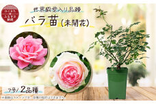 『おおがファーム』店長おすすめ　世界殿堂入りのバラ苗2品種(7号鉢)(未開花)【1085906】