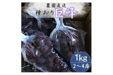 巨峰(種あり) 約1kg(2～4房)_巨峰 果物 くだもの フルーツ 種あり 1kg 甘い 葡萄 農園直送 成長剤不使用 低農薬栽培 人気 おすすめ 送料無料 贈答 ギフト【1521761】