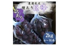 ＜訳あり＞巨峰(種あり) 約2kg(6～10房)【1650294】