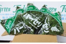 大分県産 飾りじゃないのよ～♪ パセリくん 1kg (200g×5袋) 高原野菜 パセリ