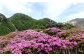 ガイドと楽しむタデ原湿原から指山 登山散策チケット