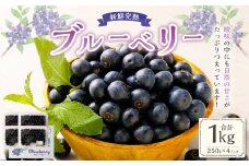 新鮮 完熟 ブルーベリー 約1kg（250g×4パック） 【2024年7月上旬～8月下旬発送予定】