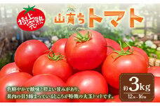 樹上完熟山育ちトマト 約3kg【2024年7月下旬-10月下旬発送予定】