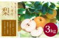 永楽果樹園 梨 約3kg