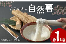 【2024年12月上旬より発送開始】 ここのえの自然薯 約1kg 山芋 ヤマイモ やまいも 芋 九重町産
