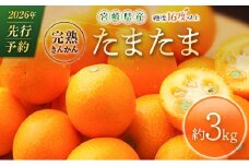 ≪先行予約≫ 宮崎県産 完熟きんかん「たまたま」約3kg 糖度16度以上 ブランド 金柑 柑橘 果物 くだもの フルーツ 2026年発送
