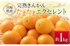 ◇宮崎県産 完熟きんかん「たまたまエクセレント」 糖度18度以上 約1kg