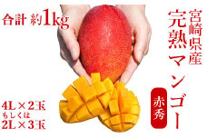 ◇宮崎県産完熟マンゴー[赤秀] 合計約1kg（2～3玉）