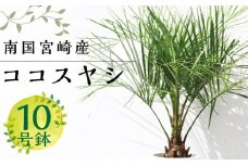 南国宮崎産ココスヤシ(苗木(10号)1鉢)_M005-001