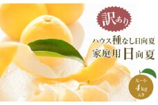 《2025年発送》期間・数量限定【訳あり】ハウス種無し日向夏 家庭用(大～小混4kg)| みかん 訳ありみかん 蜜柑 柑橘 種無し フルーツ 訳あり 訳アリ 食品 果物 不揃い 大容量 お取り寄せ 予約 ご家庭用 |_M157-001_01