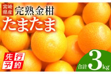 《2025年発送先行予約》【期間・数量限定】完熟金柑たまたま 約3kg_M184-007
