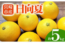 【期間・数量限定】宮崎市産 日向夏 約5kg_M184-009