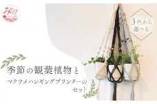 《グレー》季節の観葉植物と3色から選べるマクラメハンギングプランタ―のセット_M005-006_gr