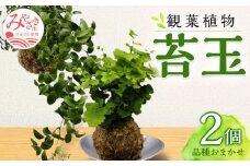 観葉植物 苔玉 2個セット (品種おまかせ)_M238-003