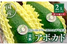 【2023年10月下旬～2024年1月下旬発送】横山果樹園の「国産アボカド２玉（小サイズ）」ギフト箱入り_M261-005