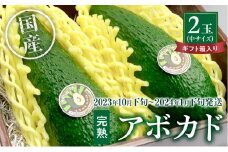 【2023年10月下旬～2024年1月下旬発送】横山果樹園の「国産アボカド２玉（中サイズ）」ギフト箱入り_M261-006