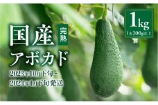 【2023年10月下旬～2024年1月下旬発送】横山果樹園の国産アボカド１kg（１玉２００g以上～）_M261-008