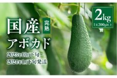 【2023年10月下旬～2024年1月下旬発送】横山果樹園の国産アボカド2kg（１玉２００g以上～）_M261-009