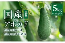 【2023年10月下旬～2024年1月下旬発送】横山果樹園の国産アボカド5kg（１玉２００g以上～）_M261-010