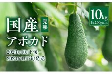【2023年10月下旬～2024年1月下旬発送】横山果樹園の国産アボカド10kg（１玉２００g以上～）_M261-011