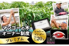 シャトーマンゴー／マンゴーの木オーナー制度【プレミアム】_M263-005