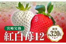 《2025年発送》【期間・数量限定】宮崎完熟紅白苺12_M279-005