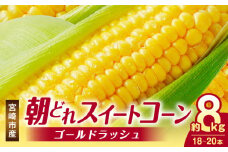 《2025年発送》宮崎市産朝どれスイートコーン（ゴールドラッシュ）約8kg_M320-001
